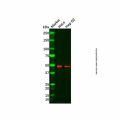 ENDOGL1/ENGL Antibody