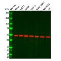 ENO1 Mouse mAb