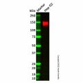 ENPP1/PC1 Mouse mAb