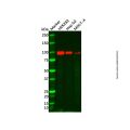ENPP2/ATX Antibody