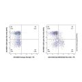 EpCAM/CD326 Rat mAb