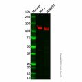 Eph receptor A2 Antibody