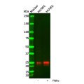 Recombinant Ephrin A1 Antibody