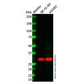 Ephrin A2 Antibody
