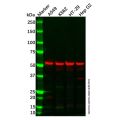 ERp57 Antibody