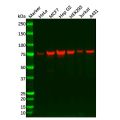 ERp72 Antibody