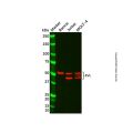 EVL Antibody
