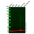 FABP5 Antibody