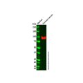 Factor B Antibody