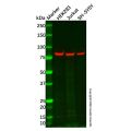FAM35A/FAM35B Antibody
