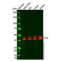 Fas Antibody