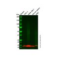 FcRgamma Antibody