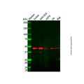 FEN1 Antibody