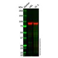 Recombinant FES Antibody