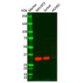 FGF5 Antibody