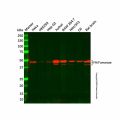 Recombinant FH/Fumarase Antibody