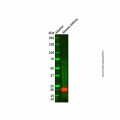 FHIT Antibody