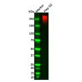 Recombinant Fibronectin Antibody