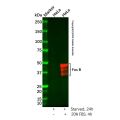Recombinant Fos B Antibody