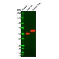 Recombinant FOXA2 Antibody