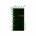 FOXM1 Antibody