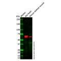 Recombinant FOXO4/AFX Antibody