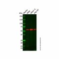 FRK Antibody