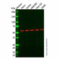 Recombinant FTO Antibody