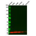Galectin 1 Antibody