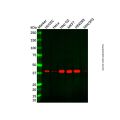 GALK1 Antibody