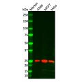 Gankyrin Mouse mAb