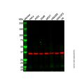 Recombinant GAPDH Antibody
