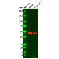 GNB5 Antibody
