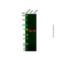 Recombinant GBP1 Antibody