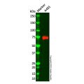 GBP4 Antibody