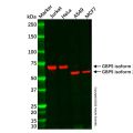 GBP5 Mouse mAb
