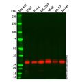 GC1q R Mouse mAb