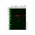 GCLC Antibody