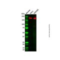 Recombinant GCN2 Antibody