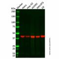 GCNT2 Antibody