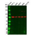 GCSF Receptor Antibody