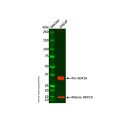 Recombinant GDF15 Antibody