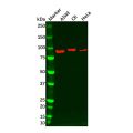 Gelsolin Mouse mAb