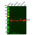 GFAP Antibody