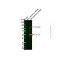 Recombinant GFP Antibody