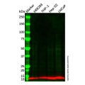 Ghrelin Antibody