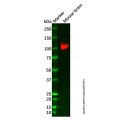 Recombinant Glutamate receptor 4 Antibody