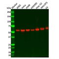 Recombinant Glutaminase Antibody