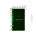 Recombinant Glutathione Reductase Antibody