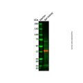 Recombinant Glycophorin A Antibody